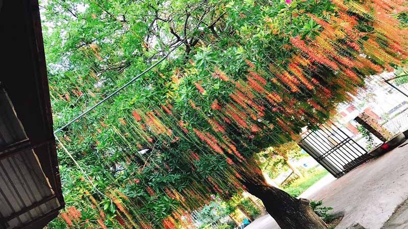 Top 10 cây phong thủy trồng trước nhà mang lại tài lộc và may mắn